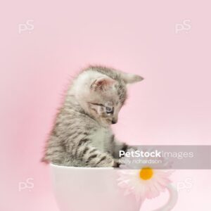 oyalty free stock photo of a gray tabby kitten sitting inside of white coffee cup with a white daisy flower, light pink background.