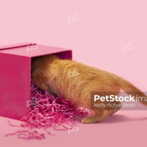 Royalty free stock photo of a curious Orange kitten looking inside a pink gift box, birthday or valentine present, pink background.