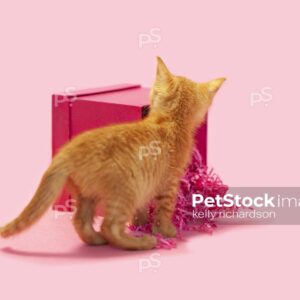 Royalty free stock photo of a curious Orange kitten looking inside a pink gift box, birthday or valentine present, pink background.