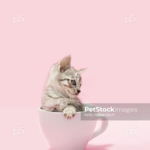 Royalty free stock photo of a gray tabby kitten sitting inside of white coffee cup, light pink background.