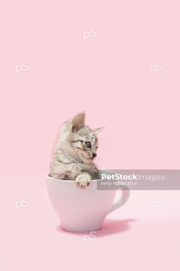 Royalty free stock photo of a gray tabby kitten sitting inside of white coffee cup, light pink background.