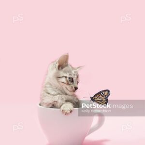 Royalty free stock photo of a gray tabby kitten sitting inside of white coffee cup, looking at a butterfly on the cup, light pink background.