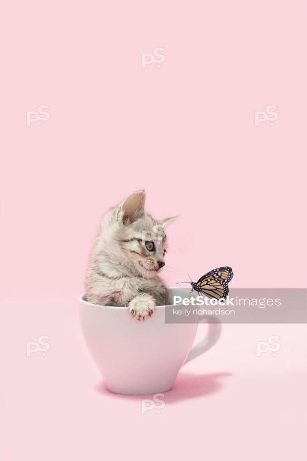 Royalty free stock photo of a gray tabby kitten sitting inside of white coffee cup, looking at a butterfly on the cup, light pink background.