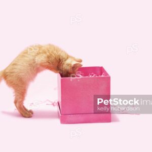 Royalty free stock photo of a curious Orange kitten looking inside a pink gift box, birthday or valentine present, pink background.