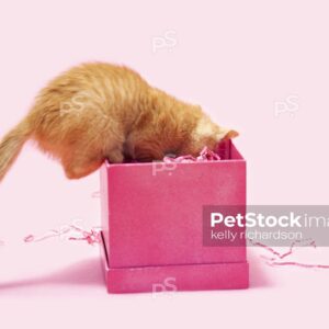 Royalty free stock photo of a curious Orange kitten looking inside a pink gift box, birthday or valentine present, pink background.