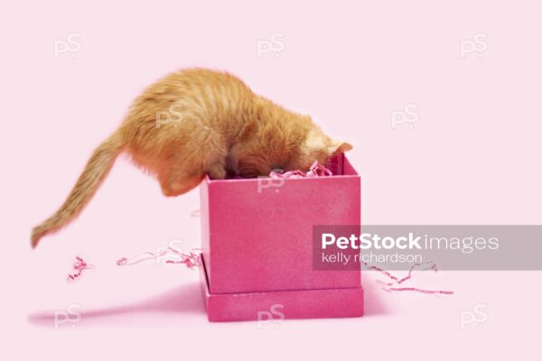 Royalty free stock photo of a curious Orange kitten looking inside a pink gift box, birthday or valentine present, pink background.