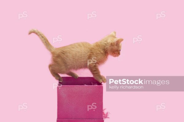 Royalty free stock photo of a funny Orange kitten standing and balancing on top of a pink gift box, birthday or valentine present, pink background.