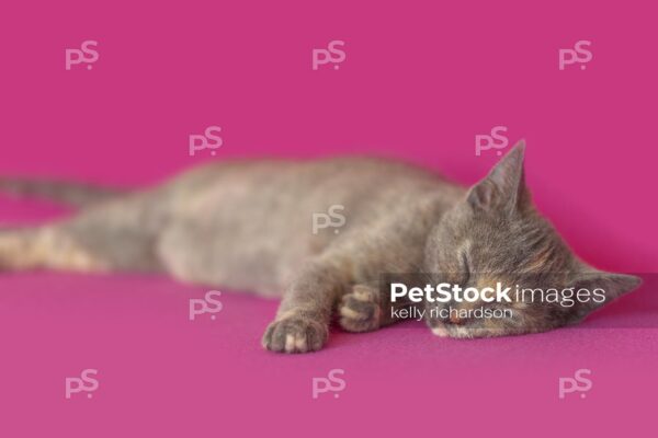 Royalty Free Stock Photo of a gray and orange tortie kitten sleeping, pink background.