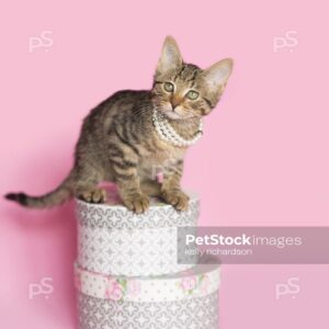 Brown Tabby Kitten sitting on top of white and gray round hat boxes, wearing white pearls, pink background.