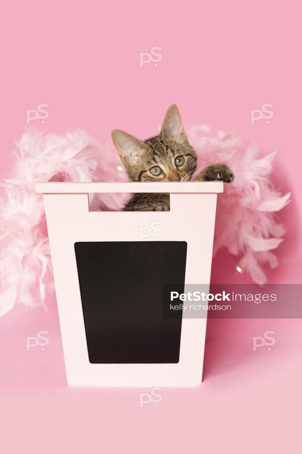 Brown tabby kitten peeking out from inside of a pink chalkboard school storage bin, wearing pink feathers, pink background.