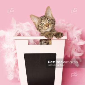 Brown tabby kitten peeking out from inside of a pink chalkboard school storage bin, wearing pink feathers, pink background.