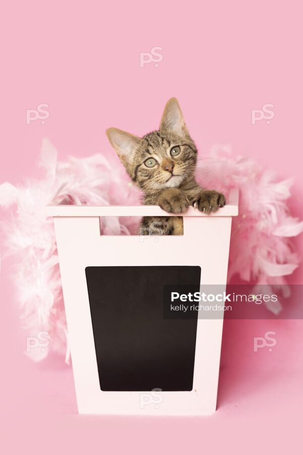 Brown tabby kitten peeking out from inside of a pink chalkboard school storage bin, wearing pink feathers, pink background.