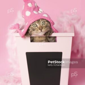 Brown tabby kitten wearing pink hat, a pink feather boa, inside of a pink chalkboard school bin, pink background.