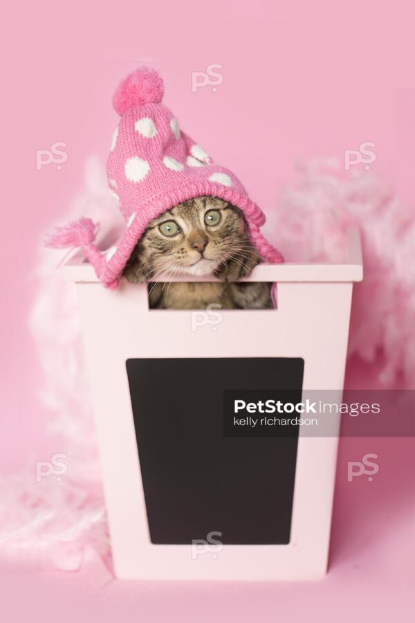 Brown tabby kitten wearing pink hat, a pink feather boa, inside of a pink chalkboard school bin, pink background.