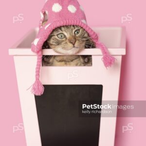 Brown tabby kitten wearing pink hat inside of a pink chalkboard school storage bin, pink background.