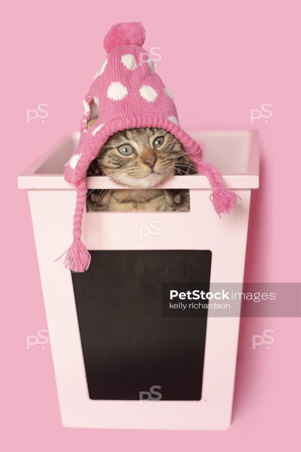 Brown tabby kitten wearing pink hat inside of a pink chalkboard school storage bin, pink background.