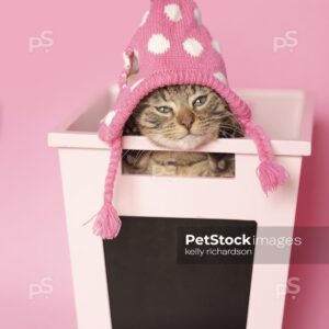 Brown tabby kitten wearing pink hat feathers in pink box, pink background.