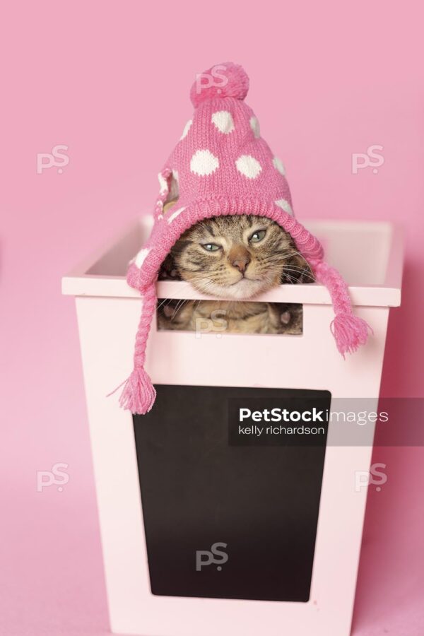 Brown tabby kitten wearing pink hat feathers in pink box, pink background.