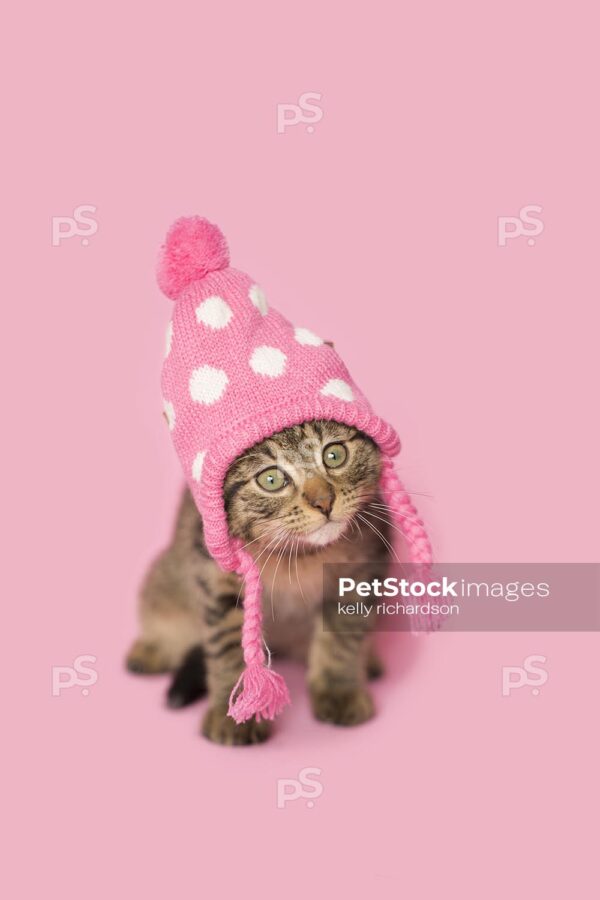 Brown Tabby kitten wearing a pink and white dotted winter hat, pink background.