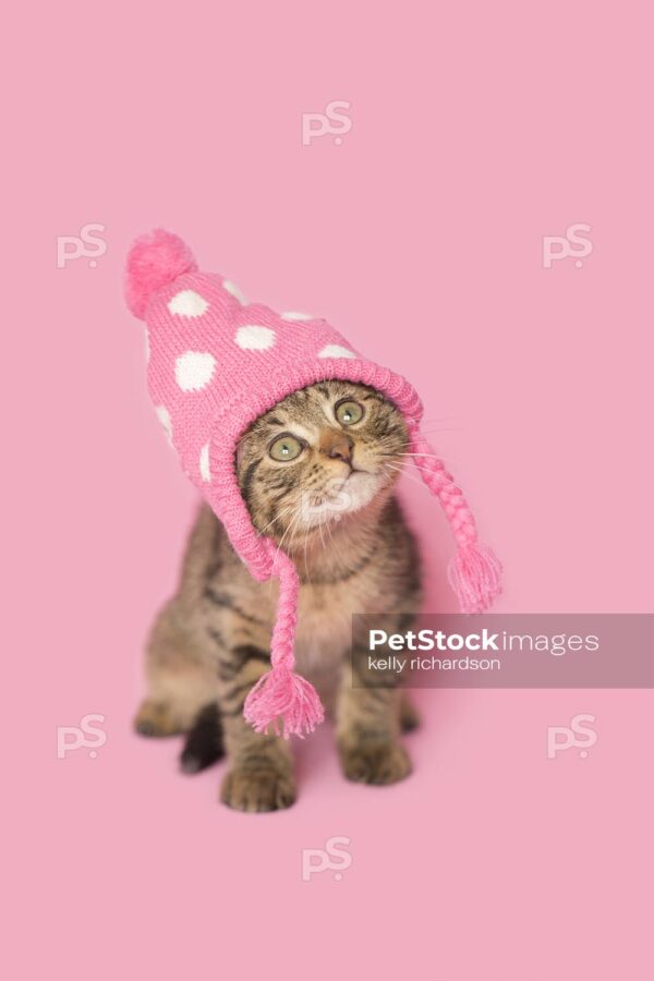 Brown Tabby kitten wearing a pink and white dotted winter hat, pink background.