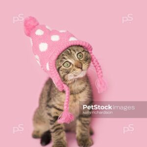 Brown Tabby kitten wearing a pink and white dotted winter hat, pink background.