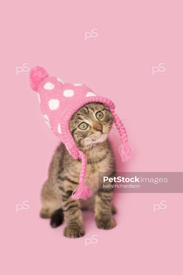 Brown Tabby kitten wearing a pink and white dotted winter hat, pink background.