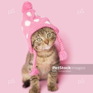 Brown Tabby kitten wearing a pink and white, polka dot, knitted, winter hat, pink background. pink background