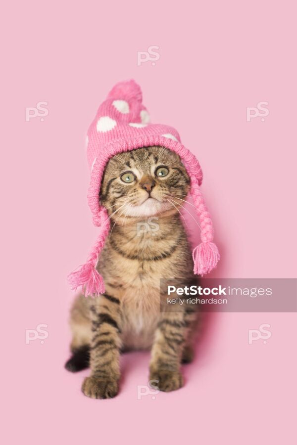 Brown Tabby kitten wearing a pink and white, polka dot, knitted, winter hat, pink background