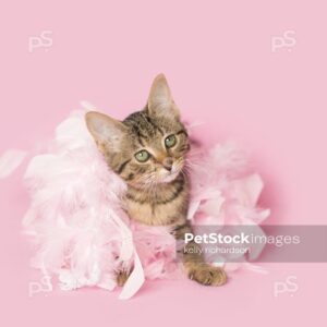 Royalty Free photo of Brown tabby kitten wearing pink feathers, pink background.