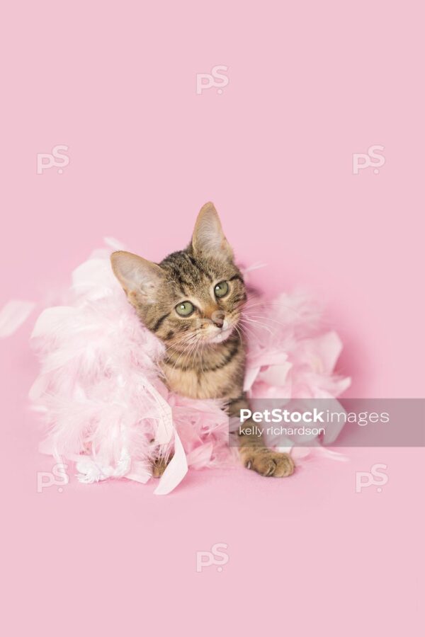 Royalty Free photo of Brown tabby kitten wearing pink feathers, pink background.