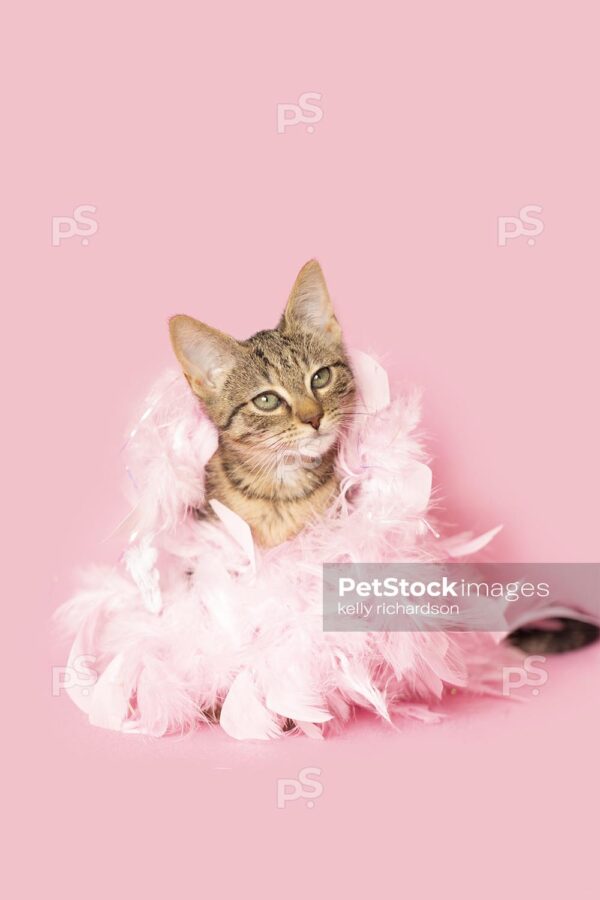 Brown tabby kitten dressed up in girly pink feathers, pink background.