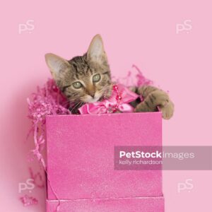 Royalty Free photo of Brown tabby kitten wearing a pink bead necklace, inside of a pink gift box, Birthday or Valentine's Day present, pink background.