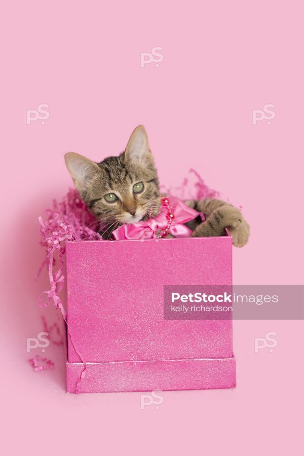 Royalty Free photo of Brown tabby kitten wearing a pink bead necklace, inside of a pink gift box, Birthday or Valentine's Day present, pink background.