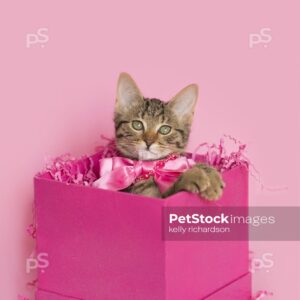 Brown tabby kitten wearing a pink bead necklace, inside of a pink gift box, Birthday or Valentine's Day present, pink background.