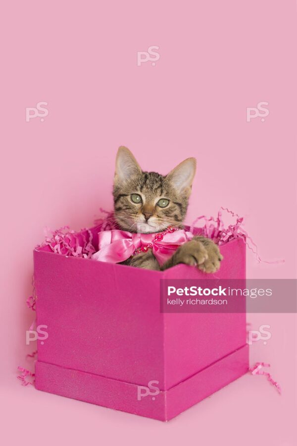 Brown tabby kitten wearing a pink bead necklace, inside of a pink gift box, Birthday or Valentine's Day present, pink background.