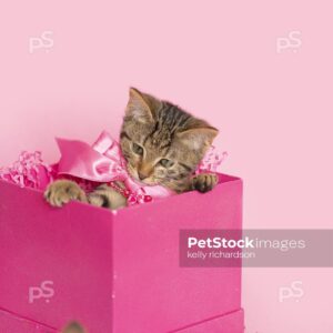 Brown tabby in a pink birthday present, pink background