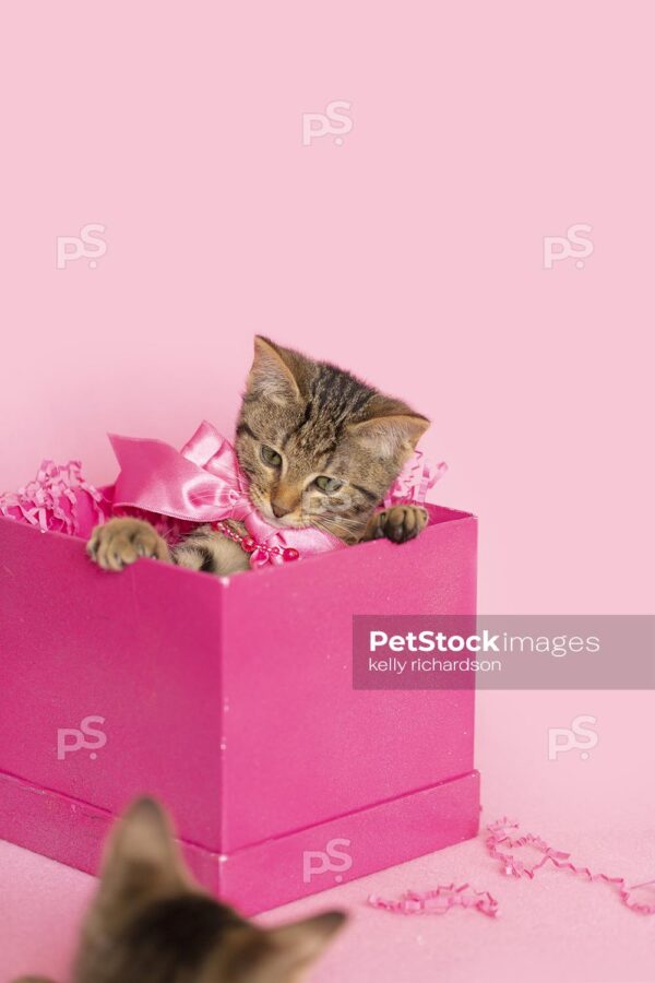 Brown tabby in a pink birthday present, pink background