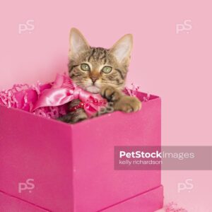 Brown tabby in a pink birthday present, pink background