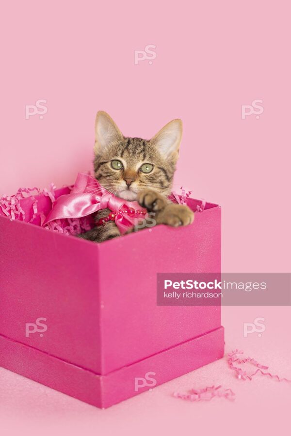 Brown tabby in a pink birthday present, pink background