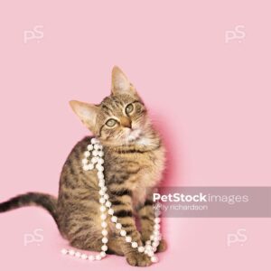 Brown tabby kitten wearing white pearls, pink background.