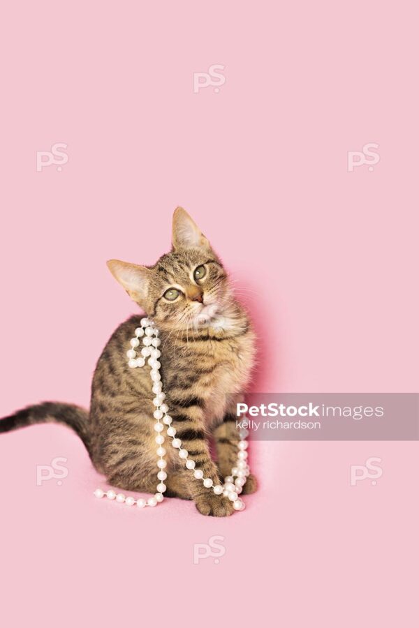 Brown tabby kitten wearing white pearls, pink background.