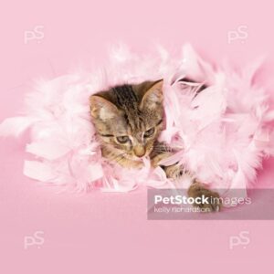 Royalty Free photo of Brown tabby kitten playing with pink feathers, pink background.