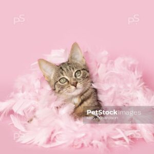 Brown tabby kitten playing in pink feathers pink background.