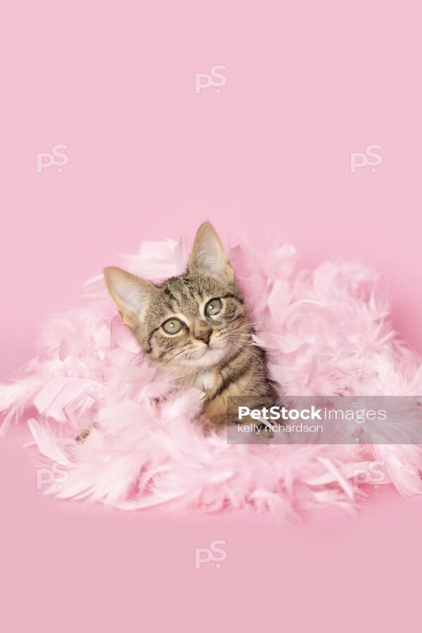 Brown tabby kitten playing in pink feathers pink background.