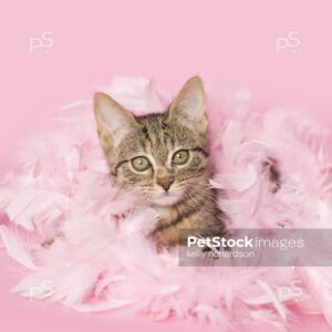 Brown tabby kitten playing in pink feathers pink background.