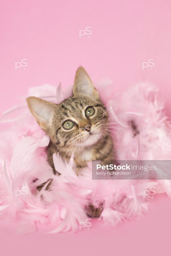 Brown tabby kitten playing in pink feathers pink background.