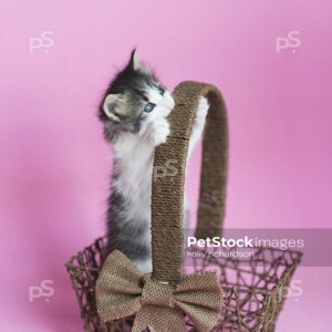 Black and white kitten playing and standing inside of a brown wood basket, Easter basket, Pink background.