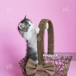 Black and white kitten playing and standing inside of a brown wood basket, Easter basket, Pink background.