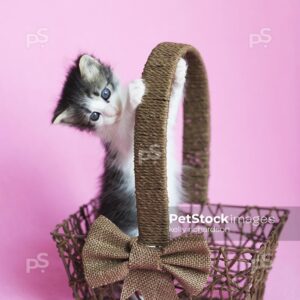 Black and white kitten playing and standing inside of a brown wood basket, Easter basket, Pink background.