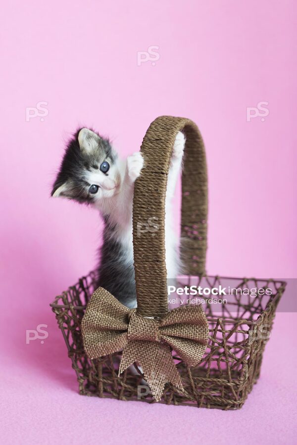 Black and white kitten playing and standing inside of a brown wood basket, Easter basket, Pink background.